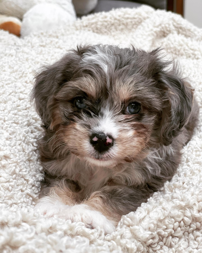 aussiechon dog in a blanket