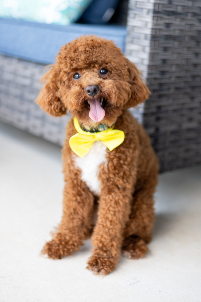 lone star pups customer photo of adopted puppy. the puppy is now an adult brown dog with curly hair