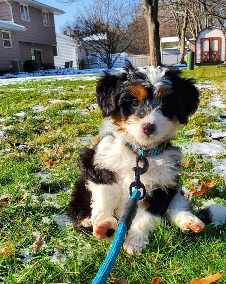 cute Mini Bernedoodle puppy in grass