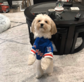 Cute Morkie Pup Cute Morkie Pup