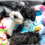 Cute Havanese Purebred Pup Cute Havanese Purebred Pup