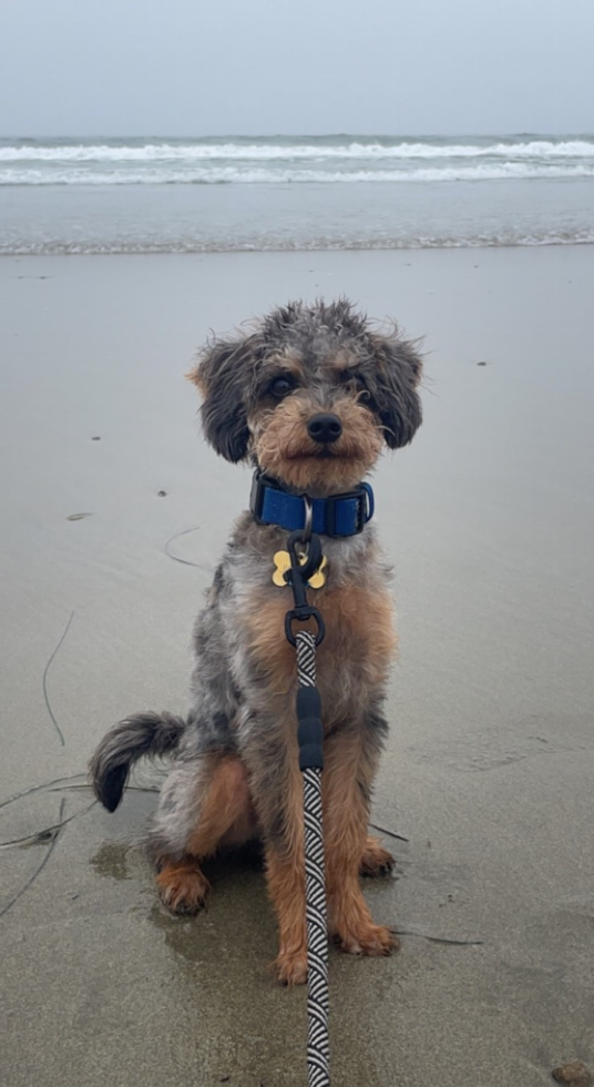 Cute Mini Labradoodle Poodle Mix Pup