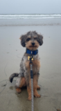 Cute Mini Labradoodle Poodle Mix Pup Cute Mini Labradoodle Poodle Mix Pup