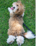 Cute Havanese Purebred Pup Cute Havanese Purebred Pup