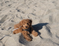 Cute Pooodle Purebred Pup Cute Pooodle Purebred Pup