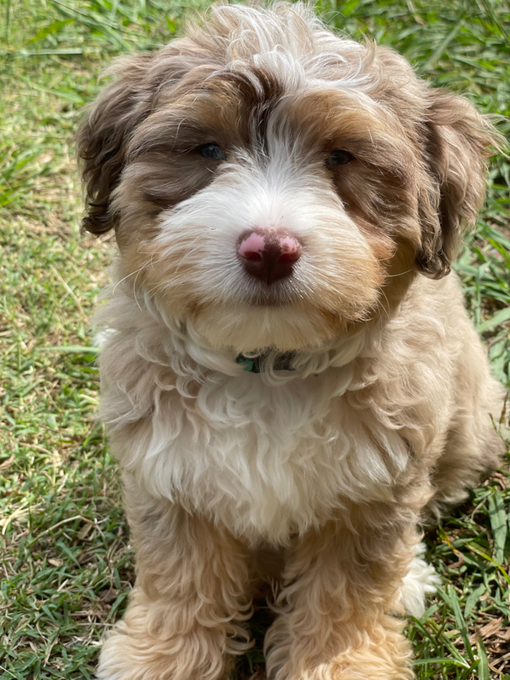 Aussiechon Being Cute