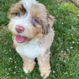 Cute Aussiechon Designer Pup Cute Aussiechon Designer Pup