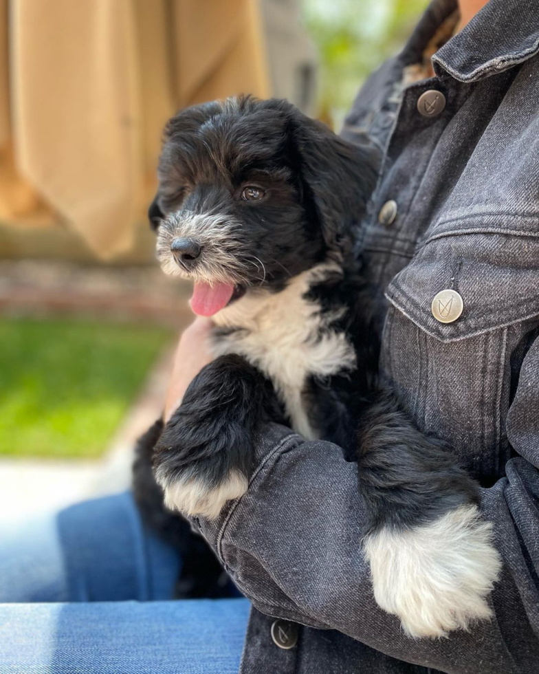 beautiful mini Sheepadoodle dog