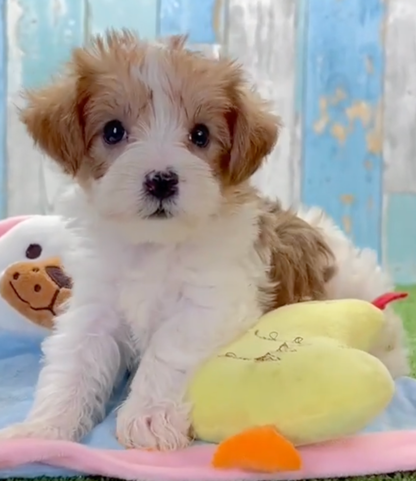Cute Yo Yo Poo Poodle Mix Pup