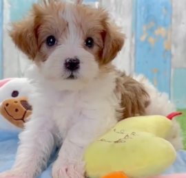 Yorkie Doodle Puppies For Sale - Lone Star Pups