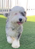 Cute Mini Sheepadoodle Poodle Mix Pup Cute Mini Sheepadoodle Poodle Mix Pup