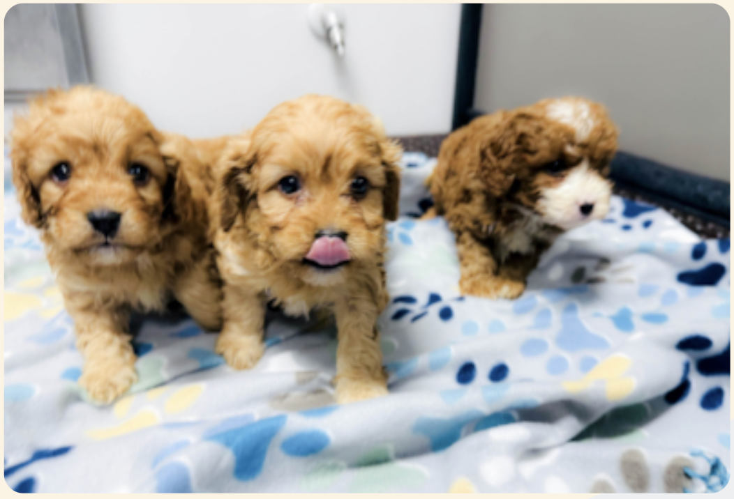 puppies 5 weeks old, week 5 of the first 8 weeks of a lone star pups puppy