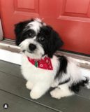 Cute Teddy Bear Designer Pup Cute Teddy Bear Designer Pup