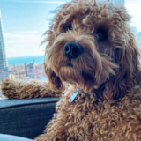 Cockapoo Being Cute Cockapoo Being Cute