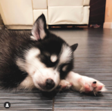 Cute Pomsky Designer Pup Cute Pomsky Designer Pup