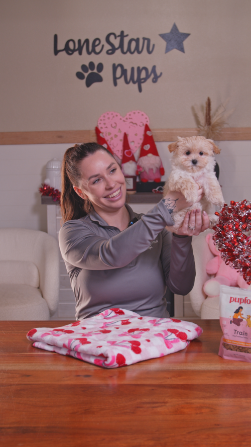 Lone Star Pups Maltipoo Puppies are your tiny best friend with the biggest hearts ❤️ Trending Video