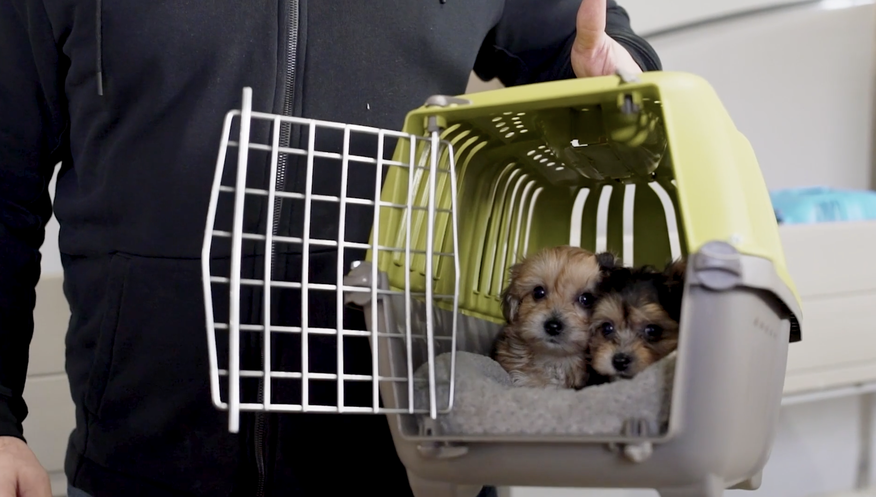 two lone star pups puppies in a travel crate