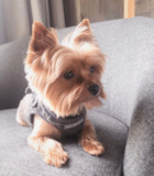 Cute Yorkie Purebred Pup Cute Yorkie Purebred Pup