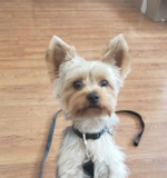 Cute Yorkshire Terrier Pup Cute Yorkshire Terrier Pup