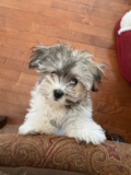 Cute Havachon Designer Pup Cute Havachon Designer Pup