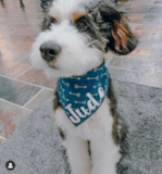 Cute Mini Bernedoodle Poodle Mix Pup Cute Mini Bernedoodle Poodle Mix Pup