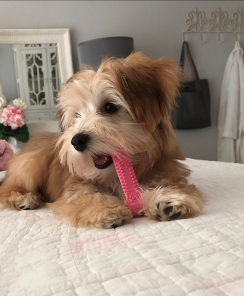 Cute Yorkie Designer Pup