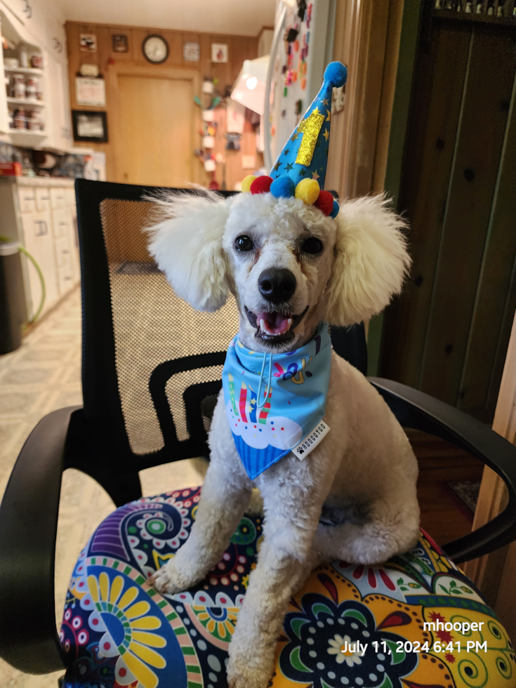 adult poodle reese sitting on a chair. lone star pups customer photo