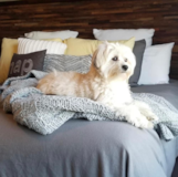 Cute Morkie Designer Pup Cute Morkie Designer Pup