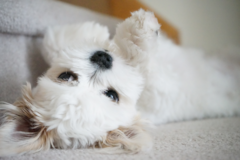 Cute Maltese Purebred Pup Cute Maltese Purebred Pup