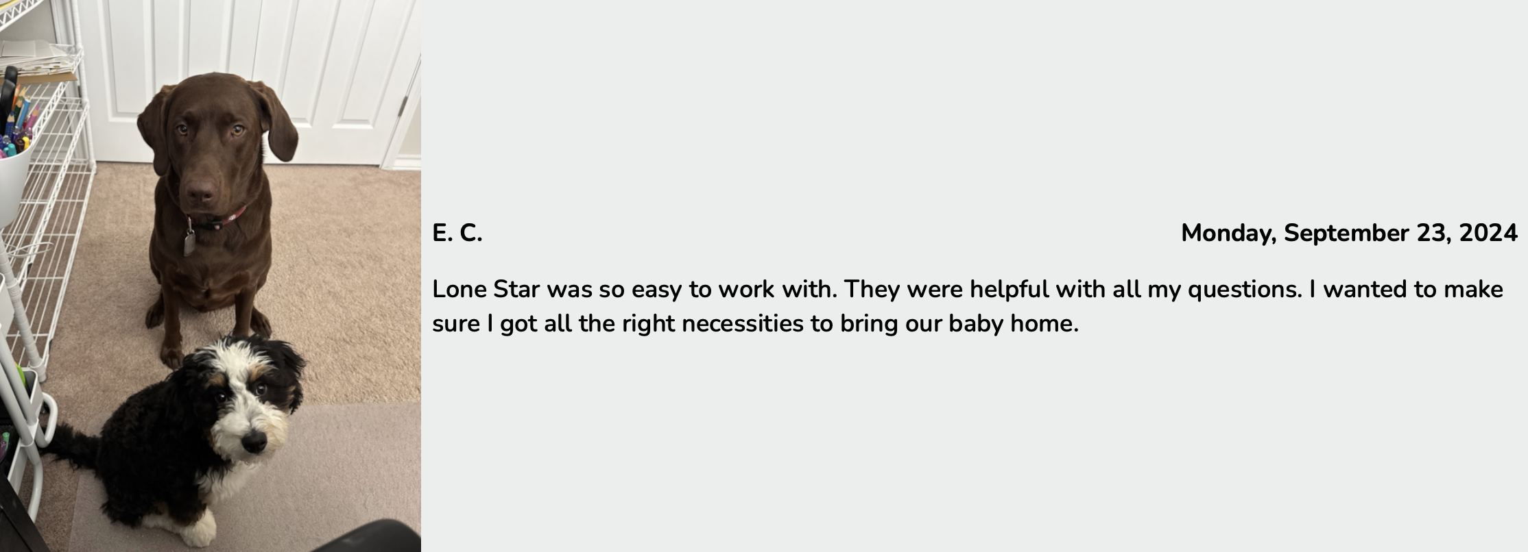 lone star pups puppy adoption review of puppy revi