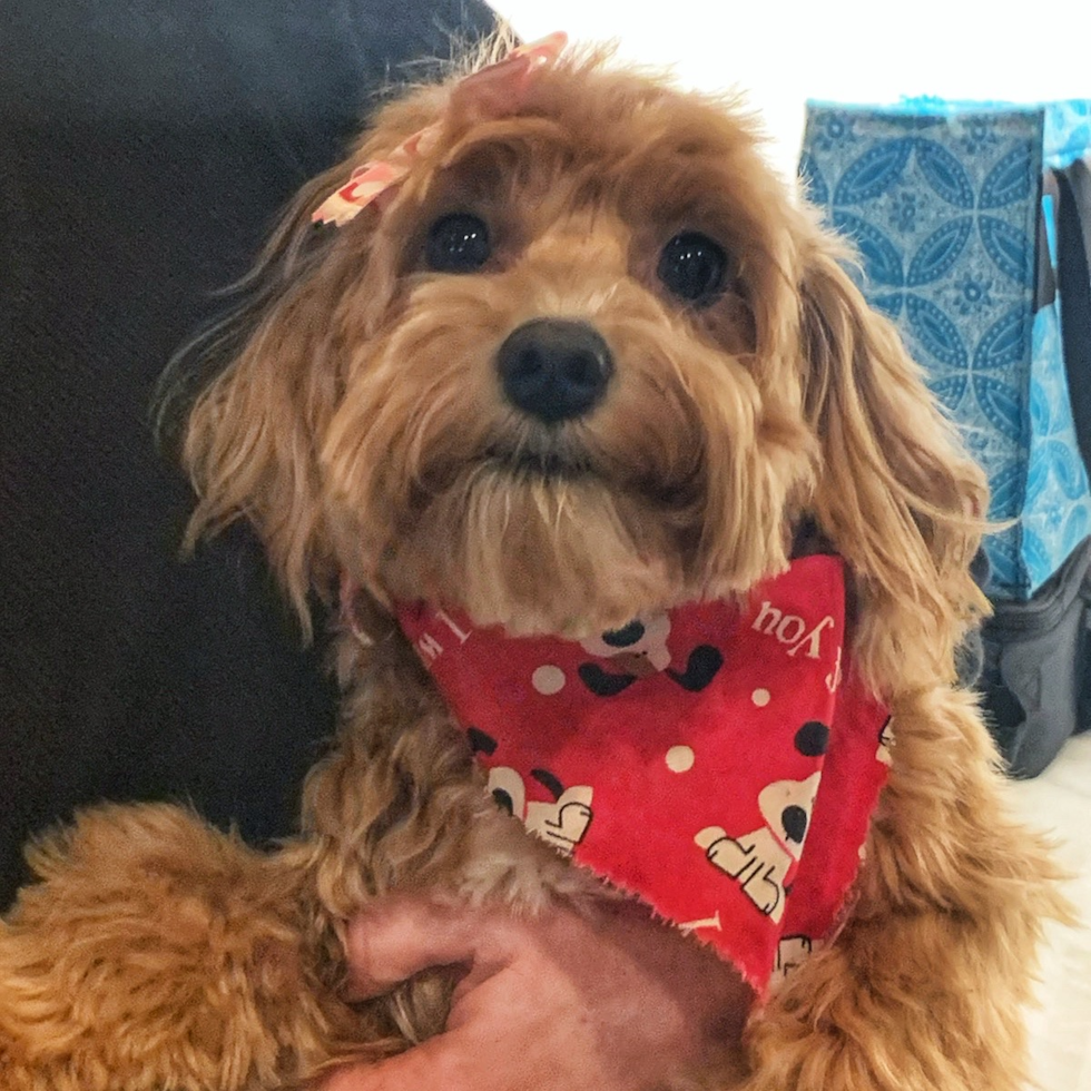 Poochon Being Cute