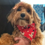 Poochon Being Cute