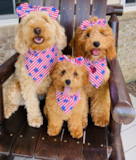 Mini Goldendoodle Being Cute Mini Goldendoodle Being Cute
