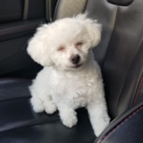 Cute Bichon Frise Purebred Pup Cute Bichon Frise Purebred Pup