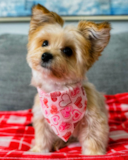 Cute Morkie Designer Pup Cute Morkie Designer Pup