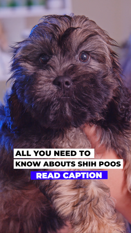 Lone Star Pups Why Shih‑Poos Are the Perfect Low‑Shed, High‑Love Companion 🐾❤️ Trending Video