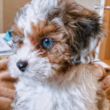 Cute Shih Poo Poodle Mix Pup Cute Shih Poo Poodle Mix Pup