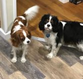 Cute Cavalier King Charles Spaniel Pup Cute Cavalier King Charles Spaniel Pup