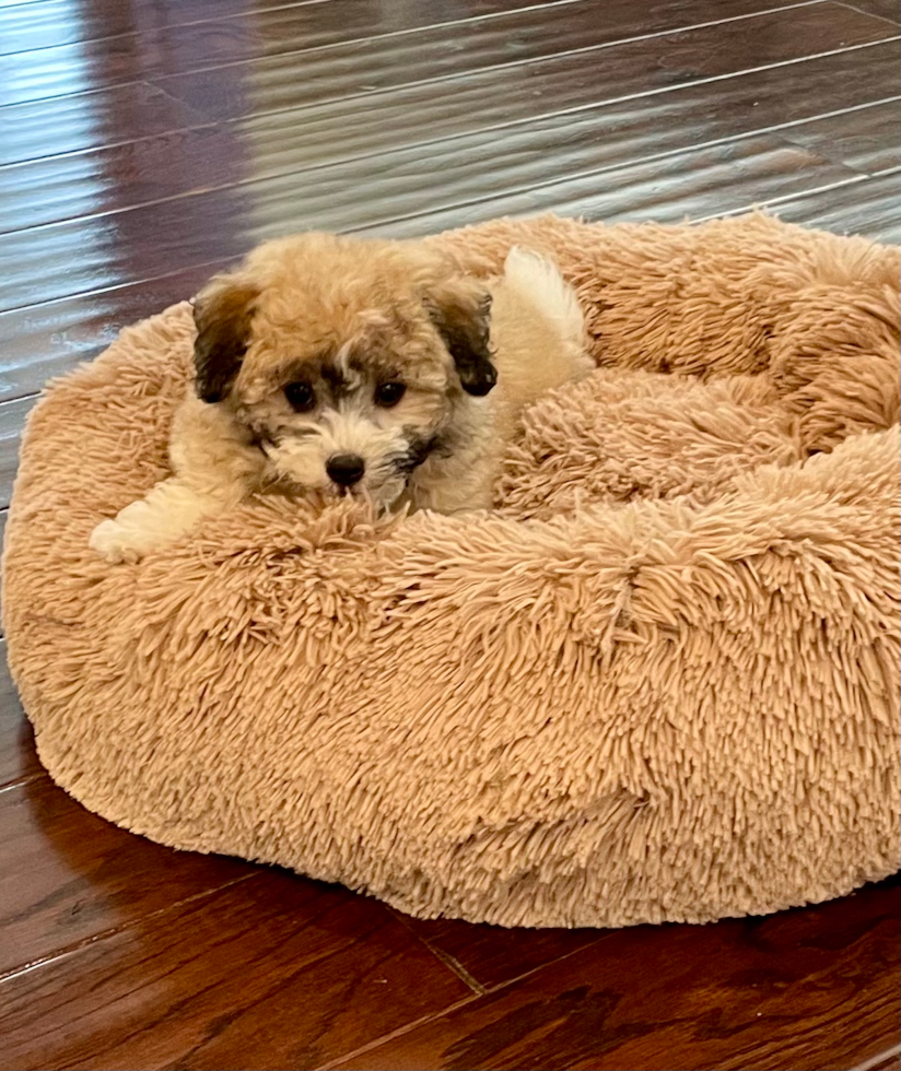 havanese puppy sitting in a dog bed