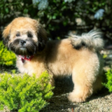 Shih Poo Being Cute Shih Poo Being Cute