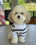 Cute Bichpoo Poodle Mix Pup Cute Bichpoo Poodle Mix Pup