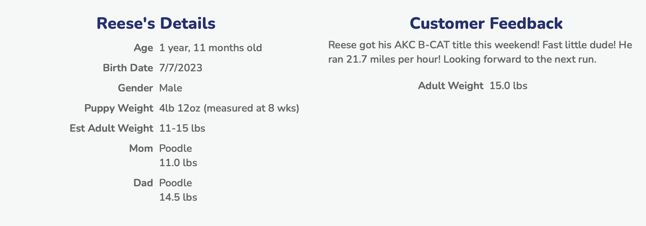 lone star pups customer feedback about poodle puppy reese