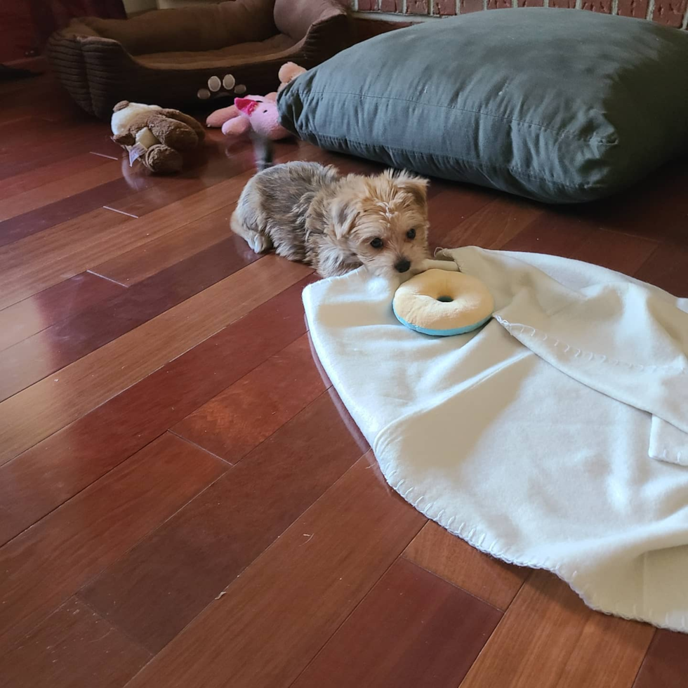 playful morkie puppy