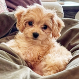 Cute Cavachon Designer Pup Cute Cavachon Designer Pup
