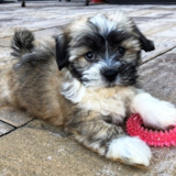 Cute Havanese Purebred Pup Cute Havanese Purebred Pup