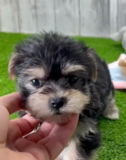 Morkie Being Cute