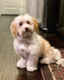 Cute Havanese Pup Cute Havanese Pup