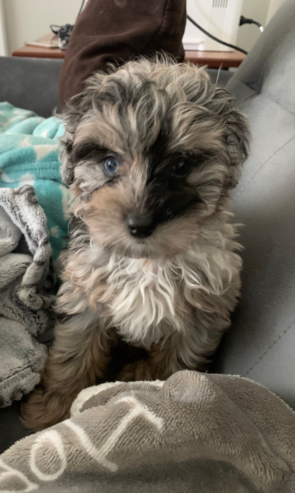 mini aussiedoodle with blue eyes