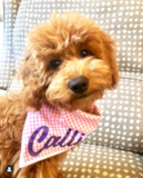 Mini Goldendoodle Being Cute Mini Goldendoodle Being Cute