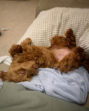 Cute Mini Labradoodle Pup Cute Mini Labradoodle Pup